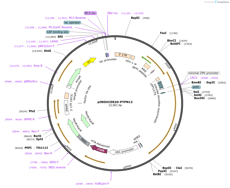 215517-plasmid-map-sequence-id-471959