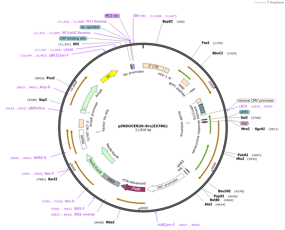 215466-plasmid-map-sequence-id-471962
