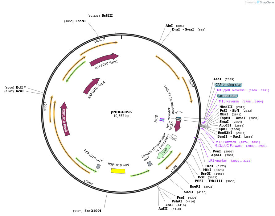 231324-plasmid-map-sequence-id-471986