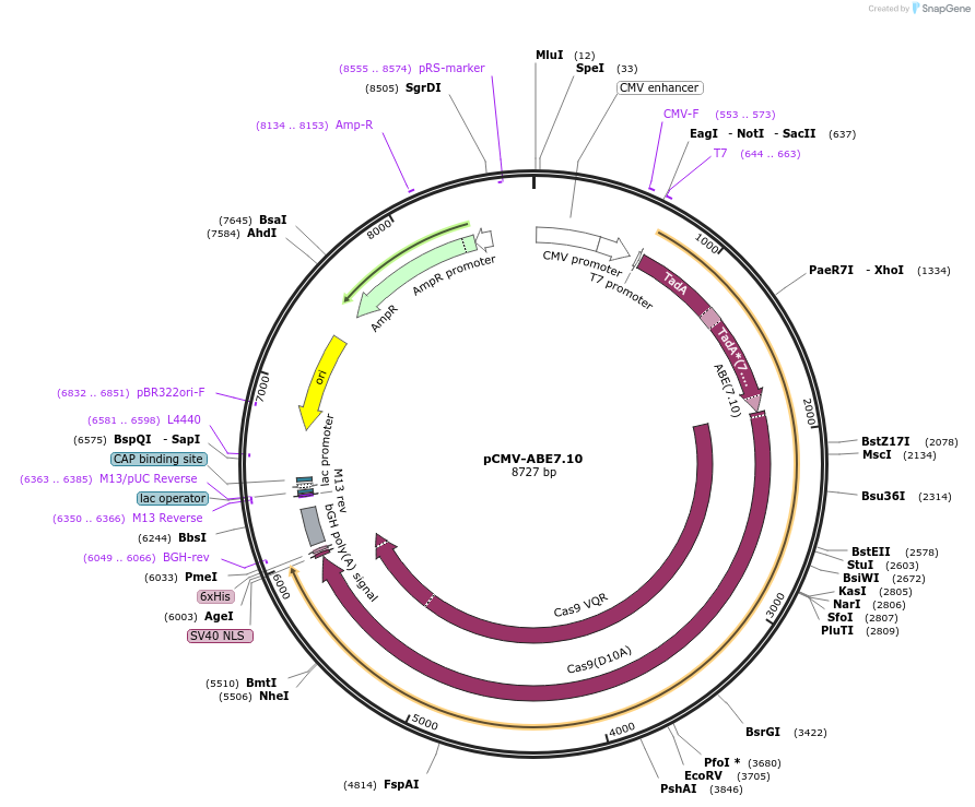 102919-plasmid-map-sequence-id-471989