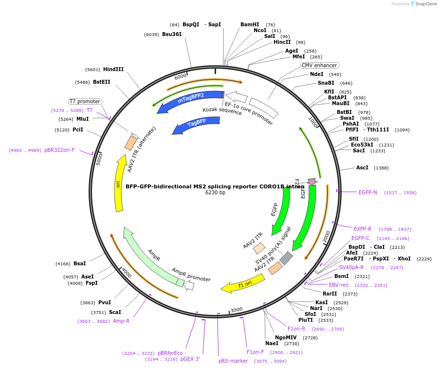 235086-plasmid-map-sequence-id-472022