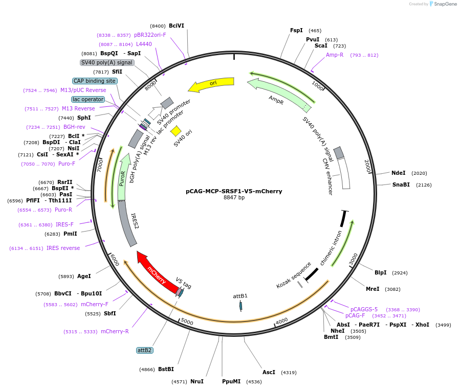 235088-plasmid-map-sequence-id-472024