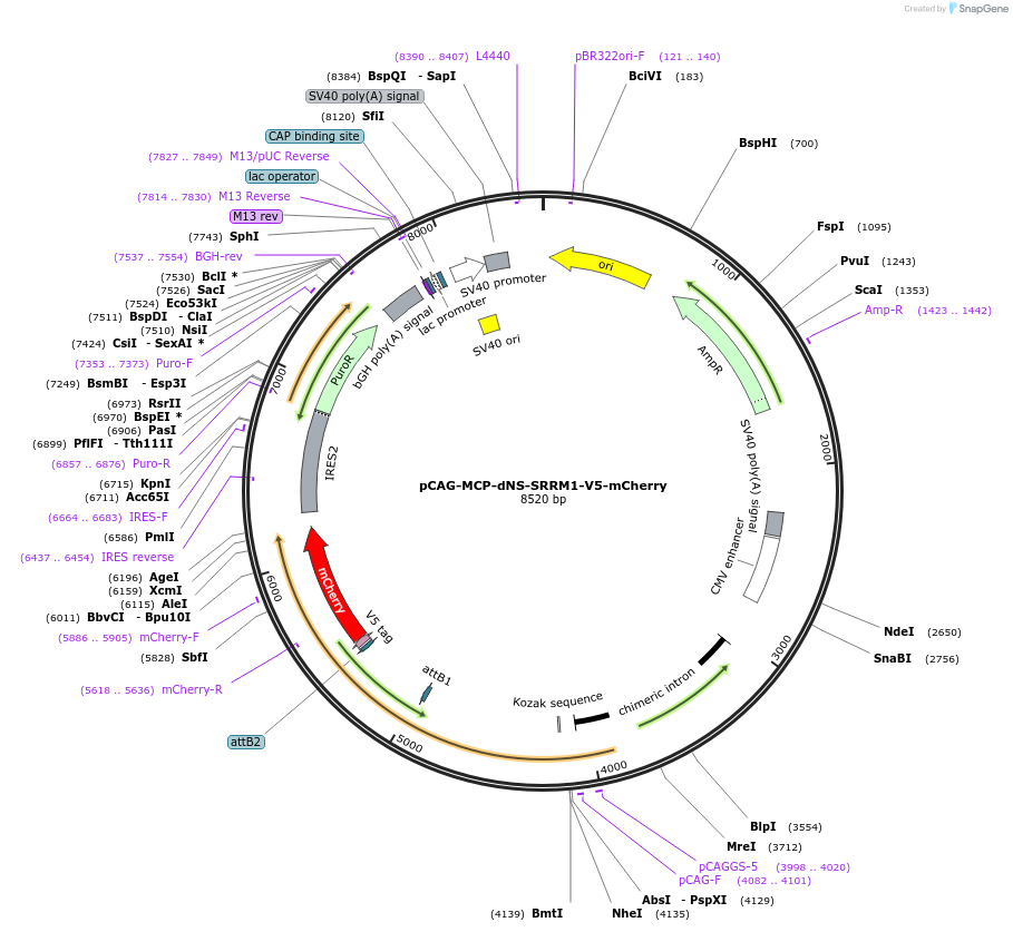 235095-plasmid-map-sequence-id-472026
