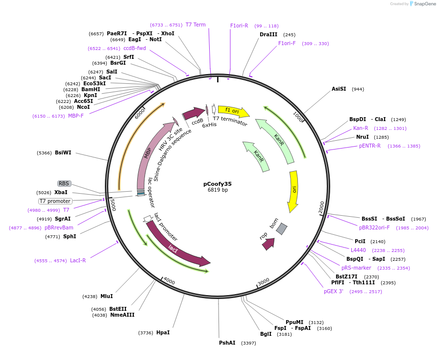 43985-plasmid-map-sequence-id-472103