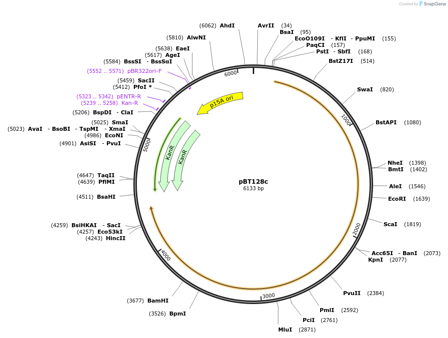 138512-plasmid-map-sequence-id-472106