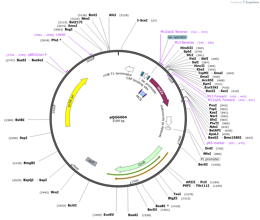231331-plasmid-map-sequence-id-472118