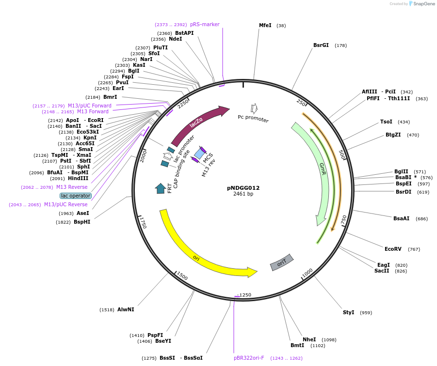 231333-plasmid-map-sequence-id-472122