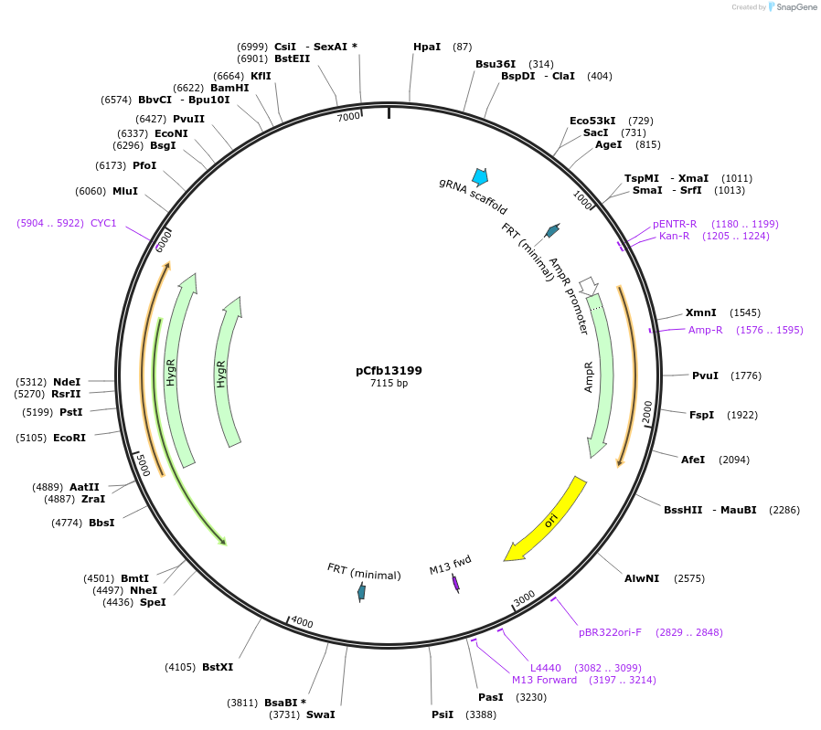 219874-plasmid-map-sequence-id-472125