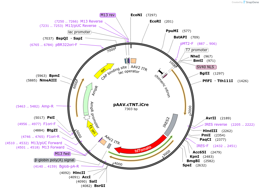 69916-plasmid-map-sequence-id-472137