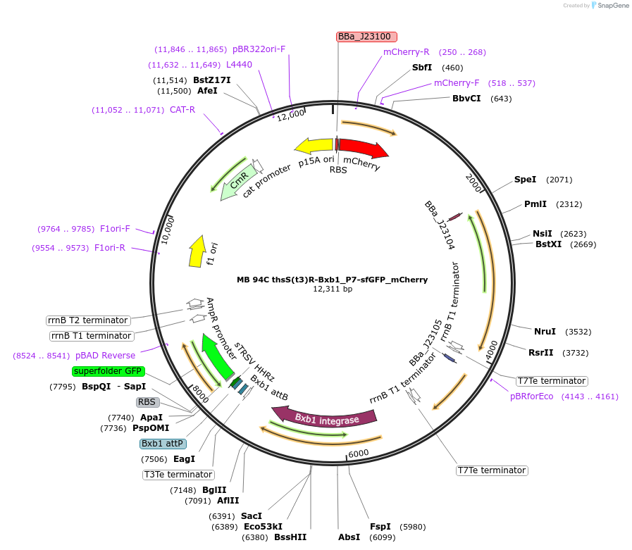 232471-plasmid-map-sequence-id-472144