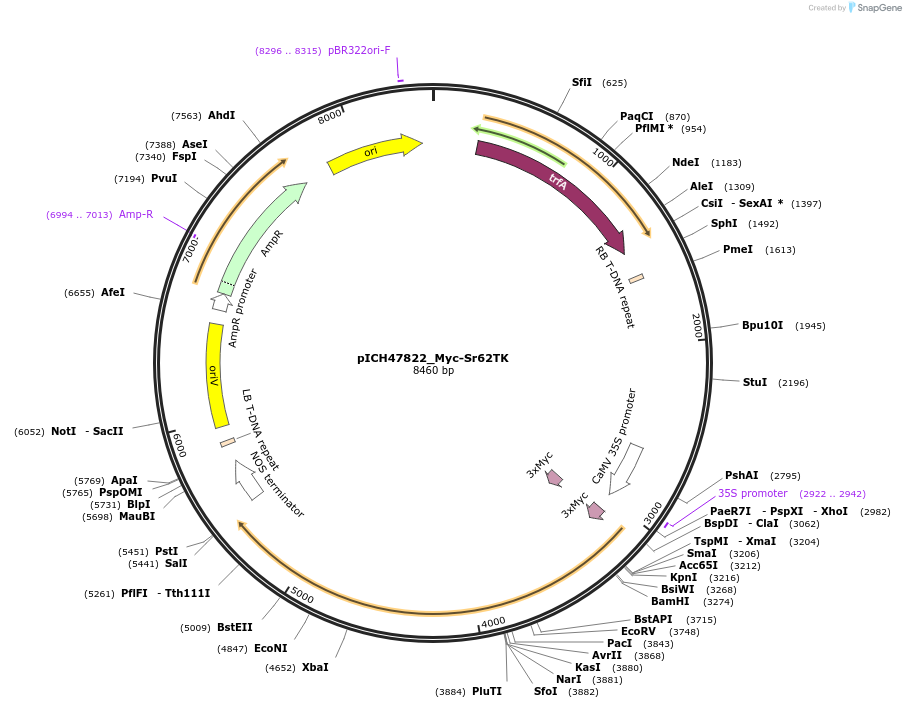 233536-plasmid-map-sequence-id-472164