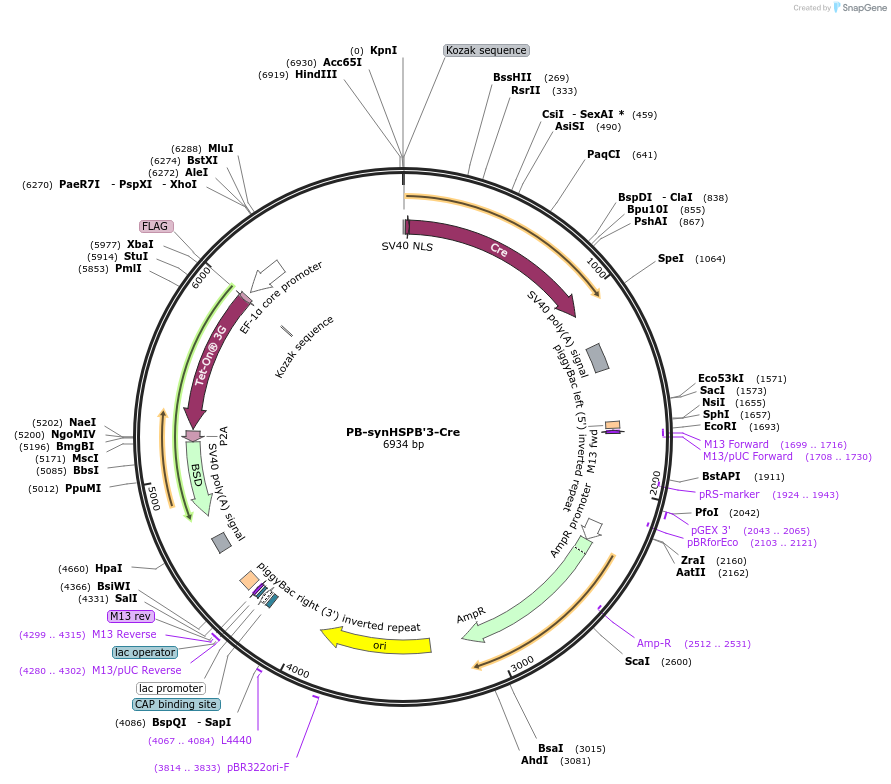 235219-plasmid-map-sequence-id-472201