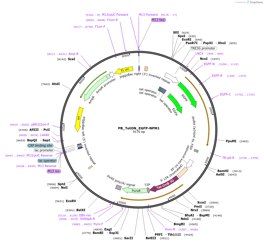 237661-plasmid-map-sequence-id-472216