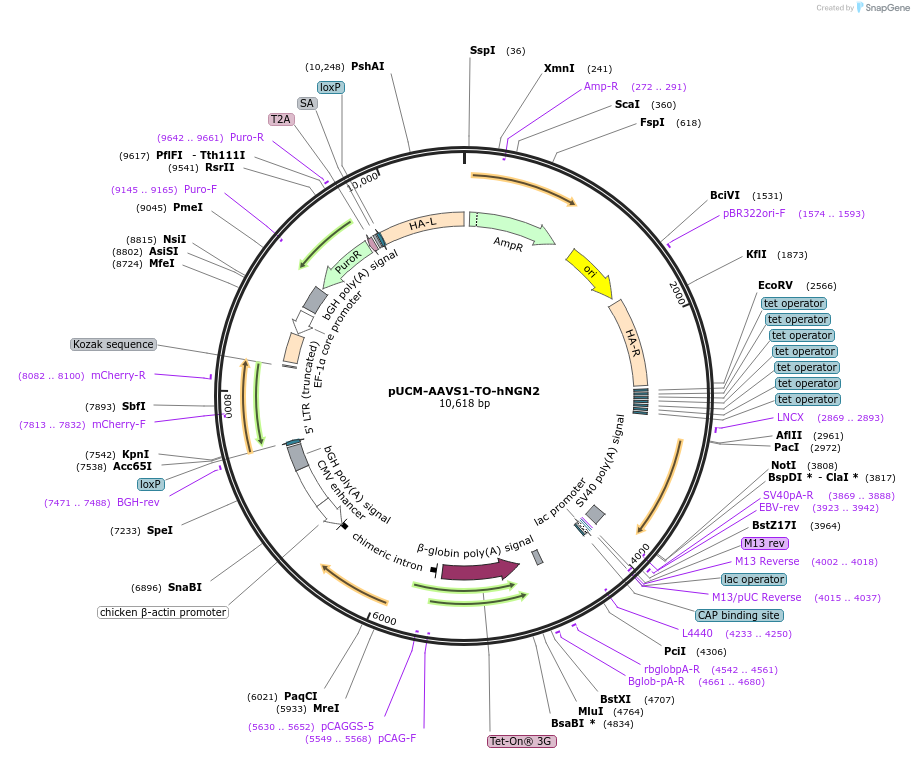 105840-plasmid-map-sequence-id-472335