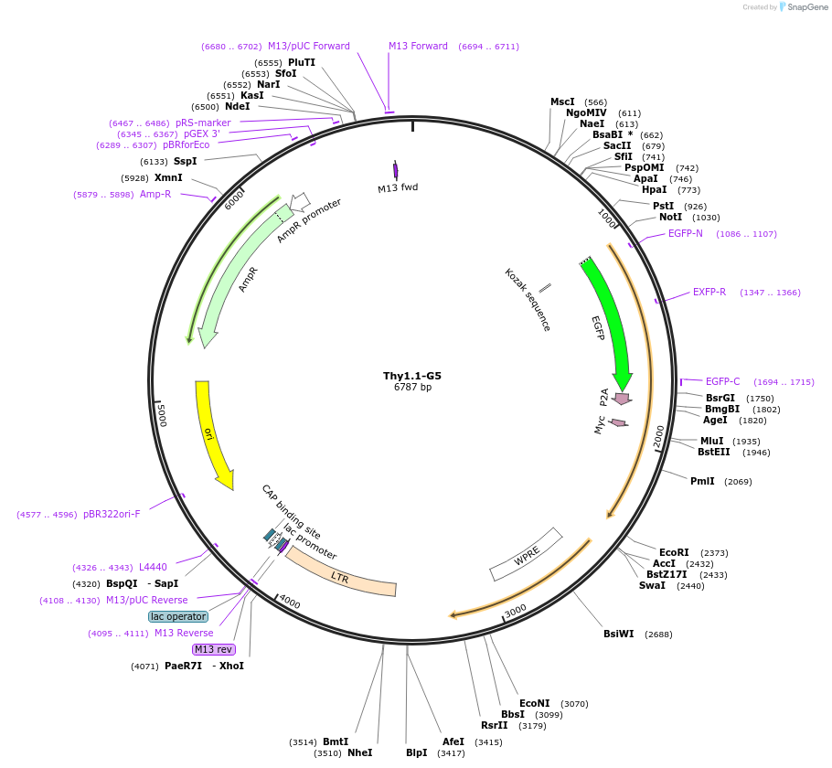 234839-plasmid-map-sequence-id-472361