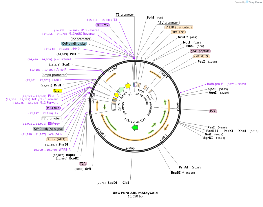 235043-plasmid-map-sequence-id-472366