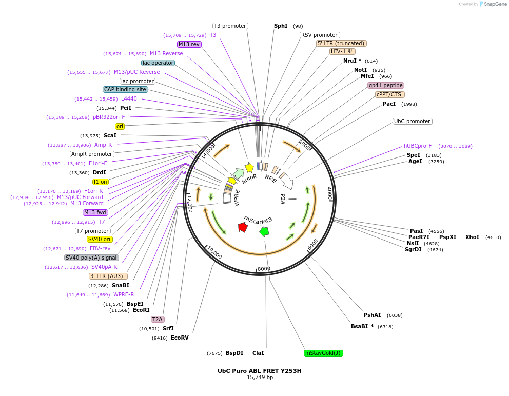235037-plasmid-map-sequence-id-472372