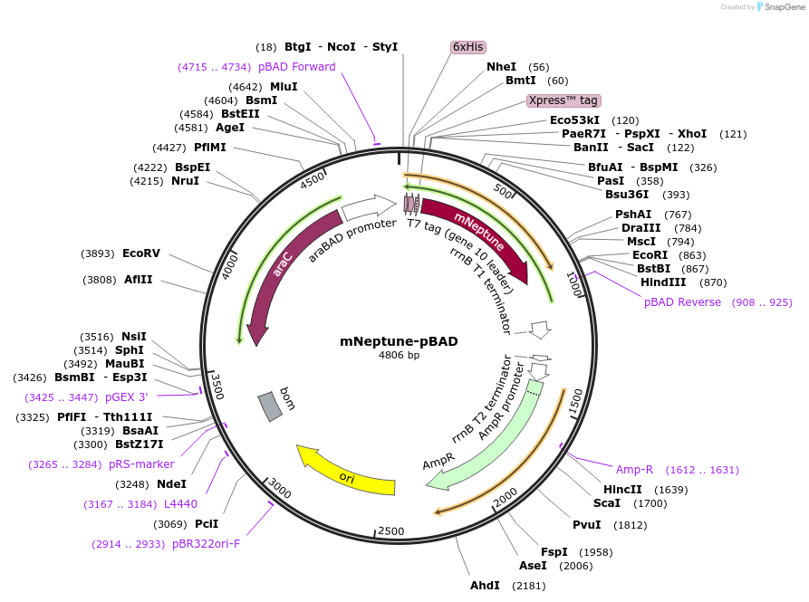 54714-plasmid-map-sequence-id-472383