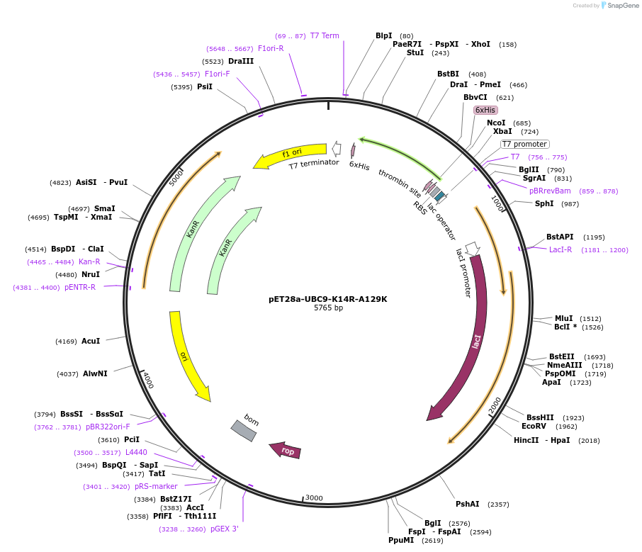 228948-plasmid-map-sequence-id-472389