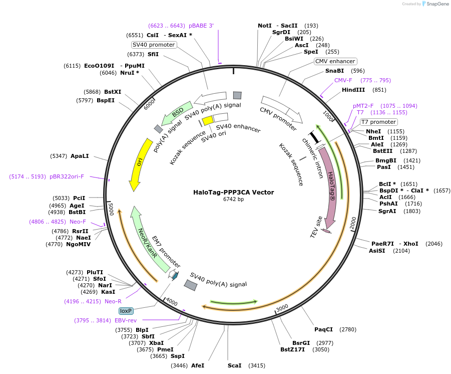 236981-plasmid-map-sequence-id-472397
