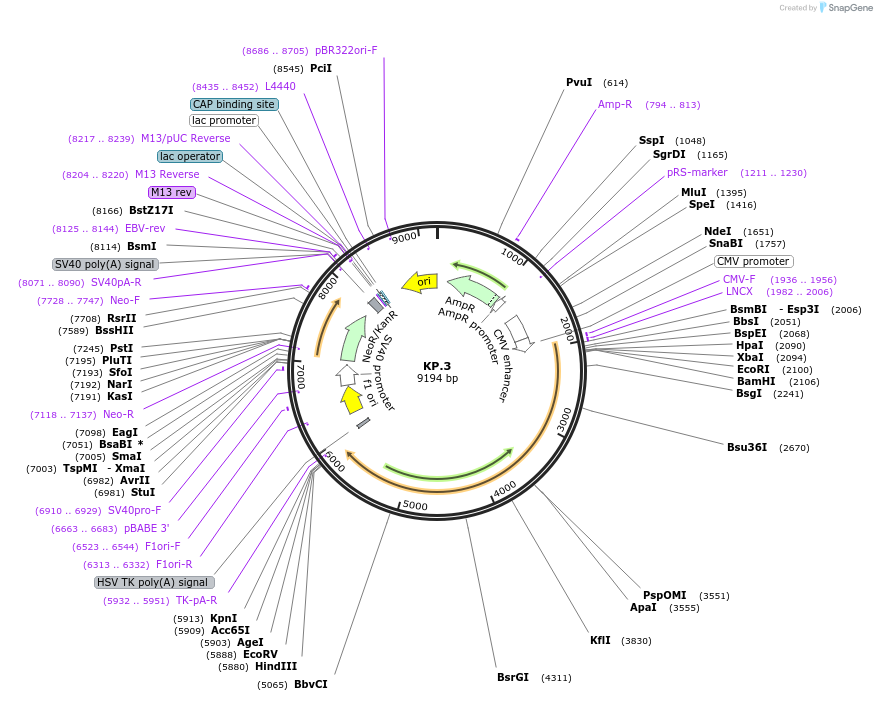 233340-plasmid-map-sequence-id-472420