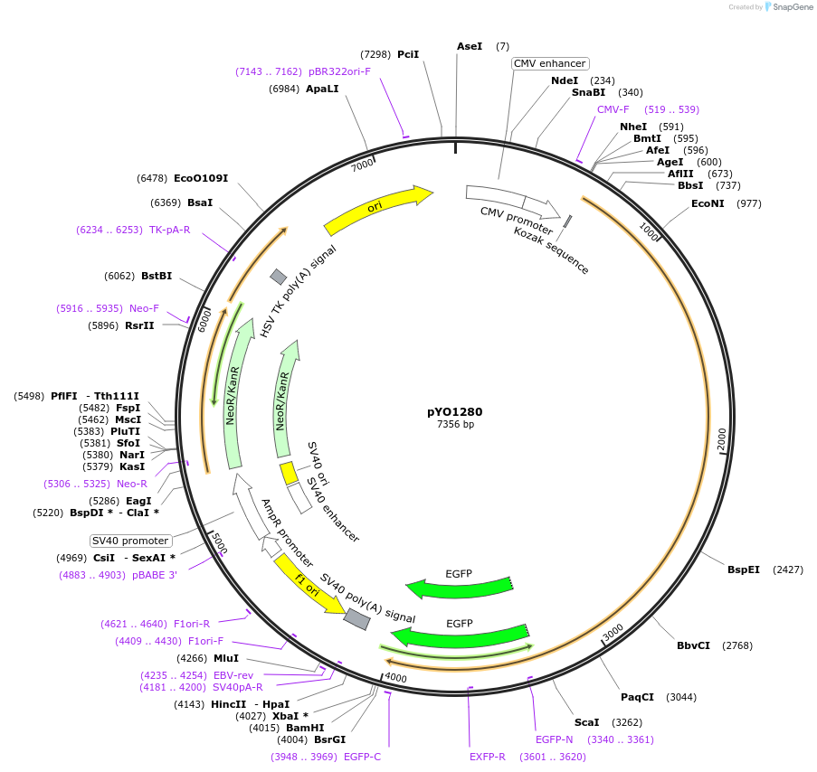 235712-plasmid-map-sequence-id-472434