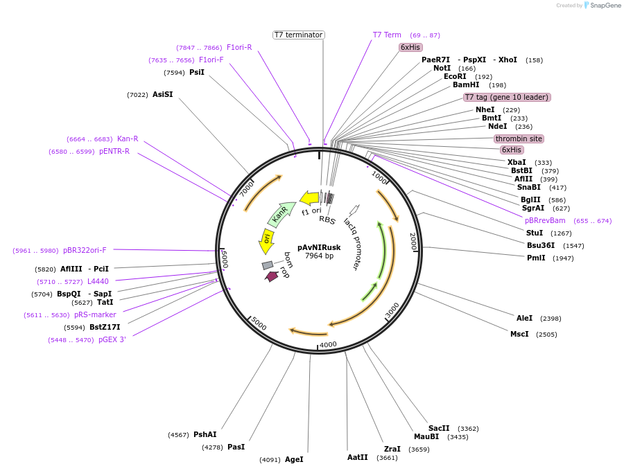 235084-plasmid-map-sequence-id-472441