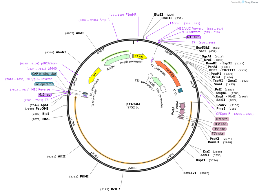 235743-plasmid-map-sequence-id-472448