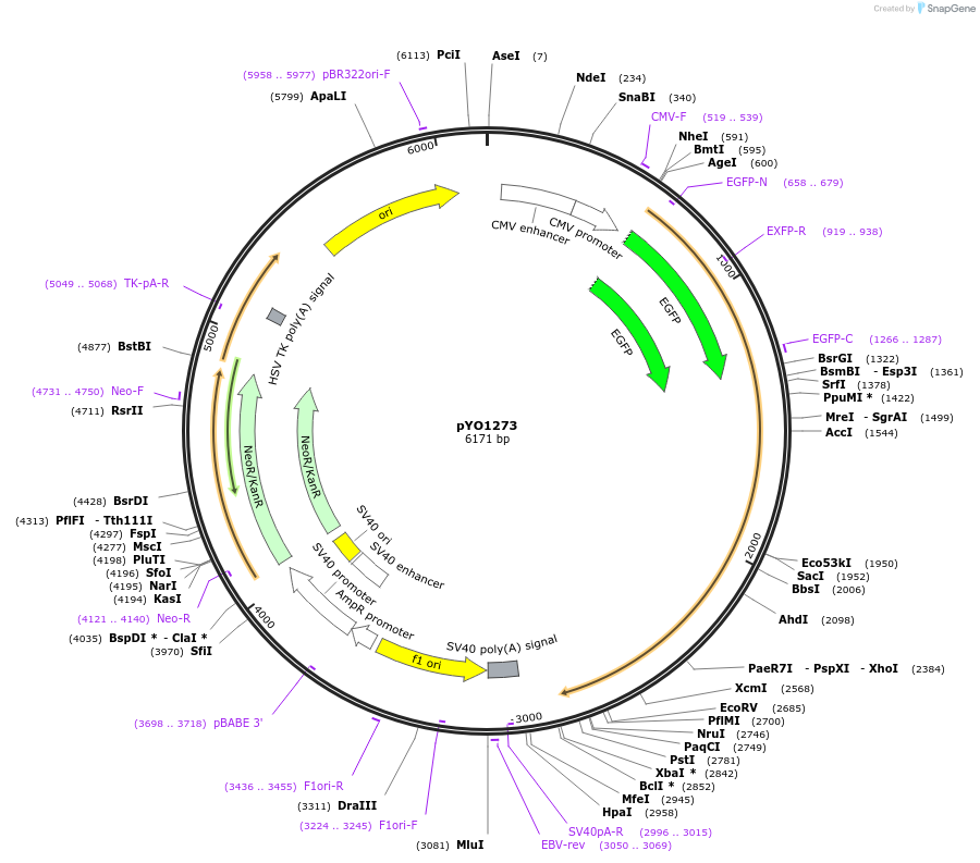 235746-plasmid-map-sequence-id-472450
