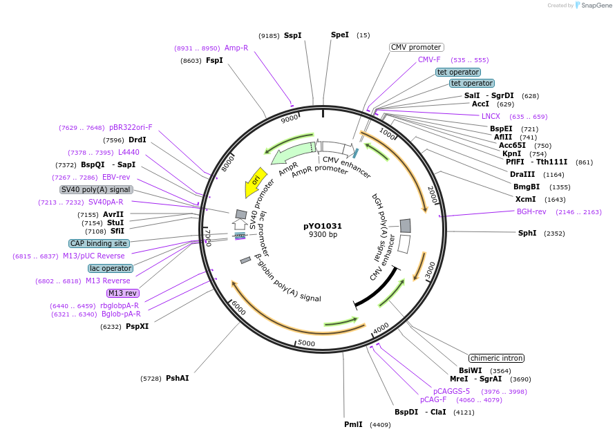 235706-plasmid-map-sequence-id-472457