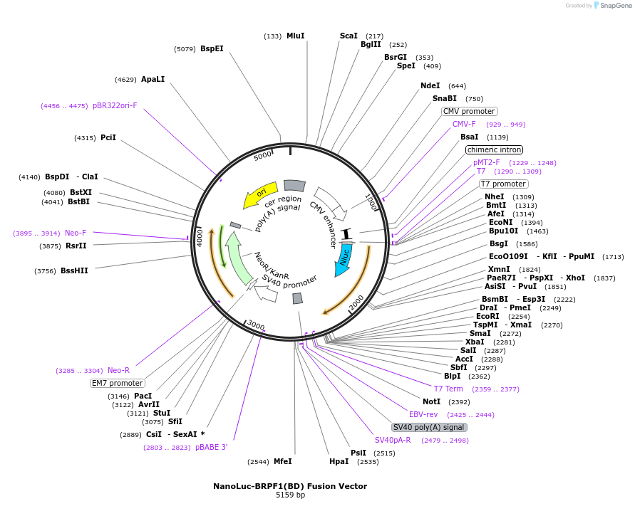 237204-plasmid-map-sequence-id-472466