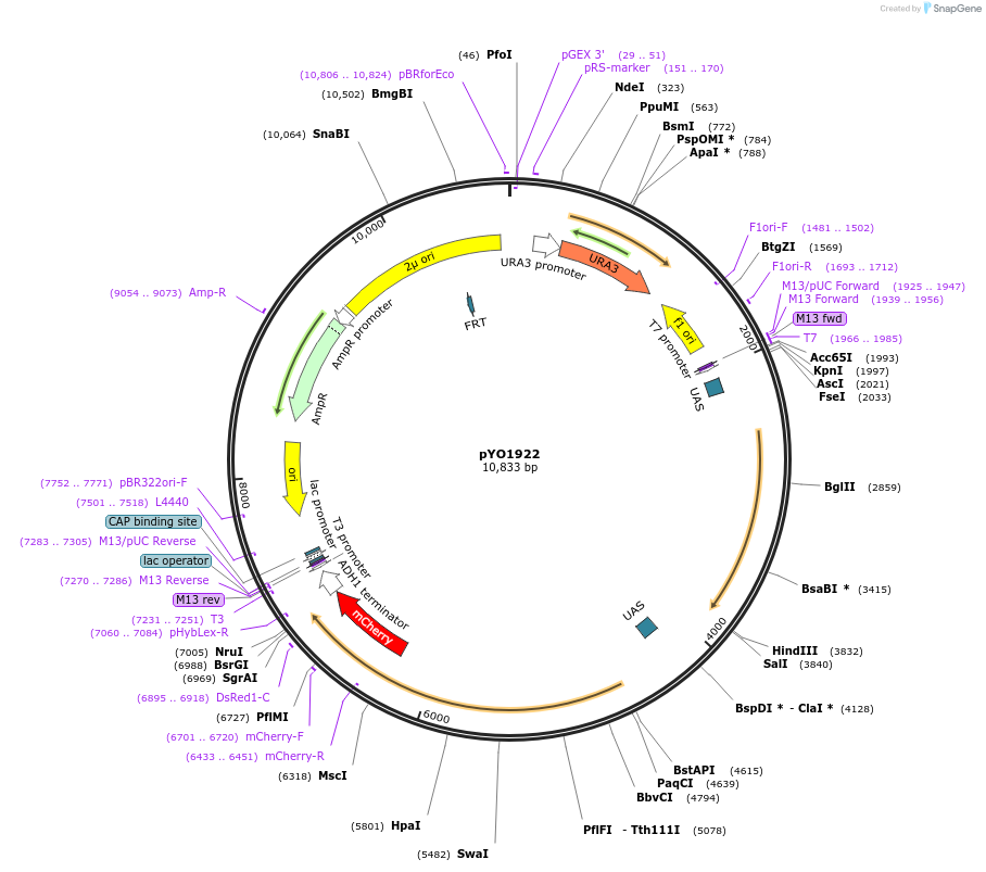 235768-plasmid-map-sequence-id-472467