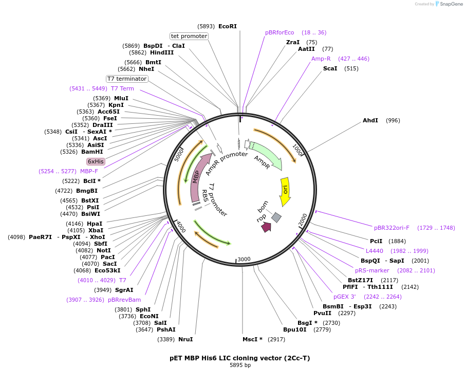 37237-plasmid-map-sequence-id-47247