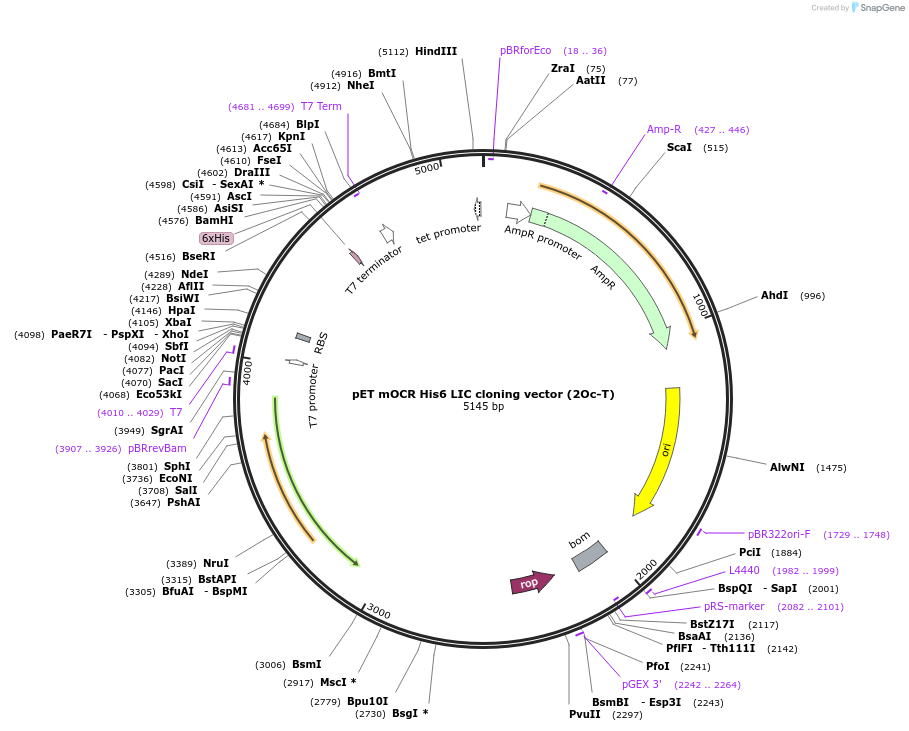 37238-plasmid-map-sequence-id-47248