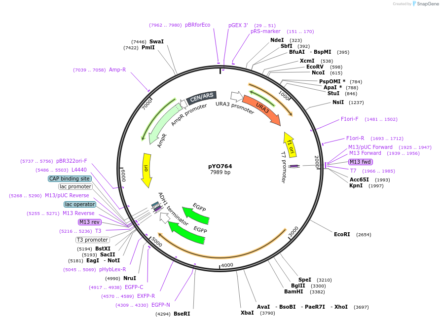 235761-plasmid-map-sequence-id-472489