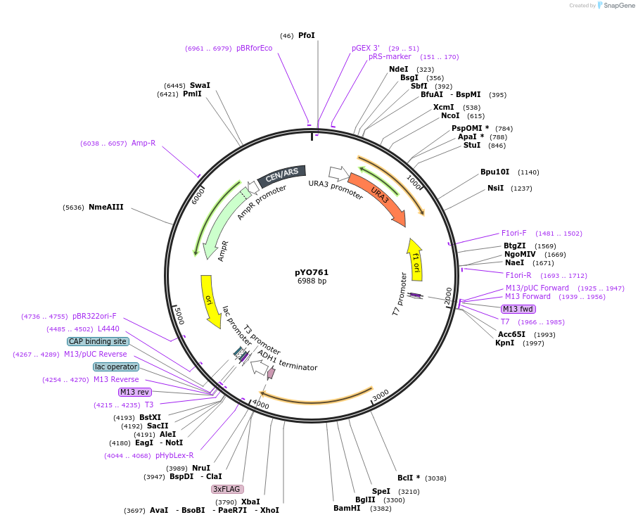 235760-plasmid-map-sequence-id-472490
