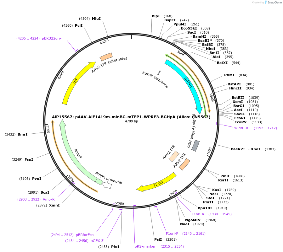 236584-plasmid-map-sequence-id-472514
