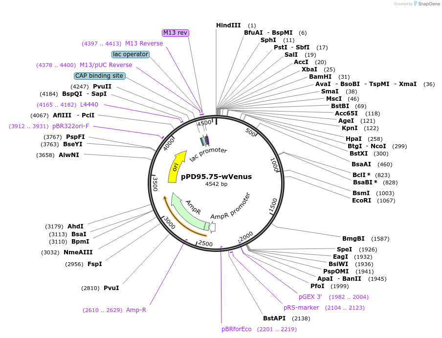 37464-plasmid-map-sequence-id-47258
