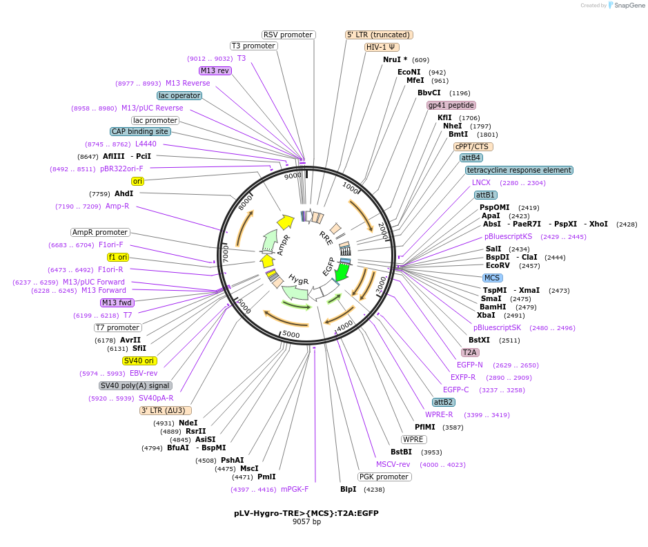 236250-plasmid-map-sequence-id-472605