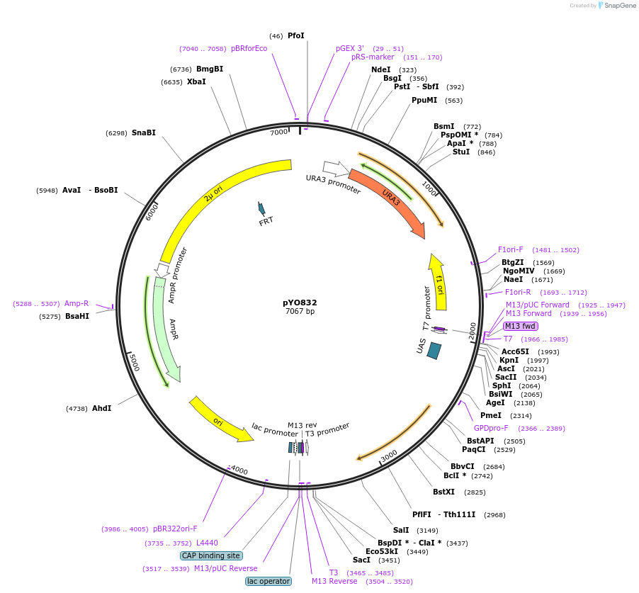 235755-plasmid-map-sequence-id-472622