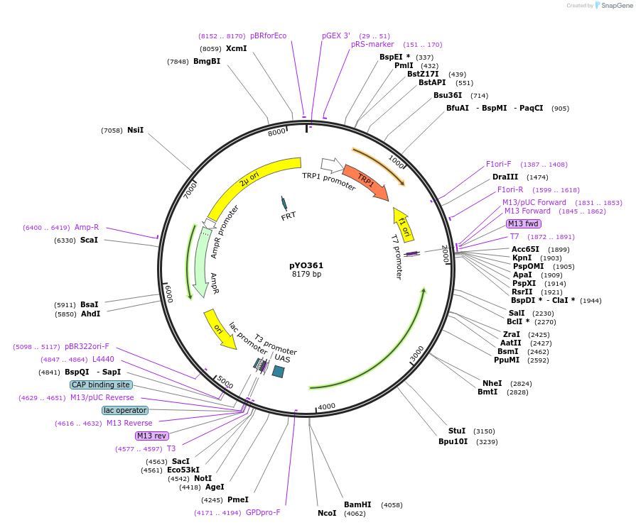 235748-plasmid-map-sequence-id-472629