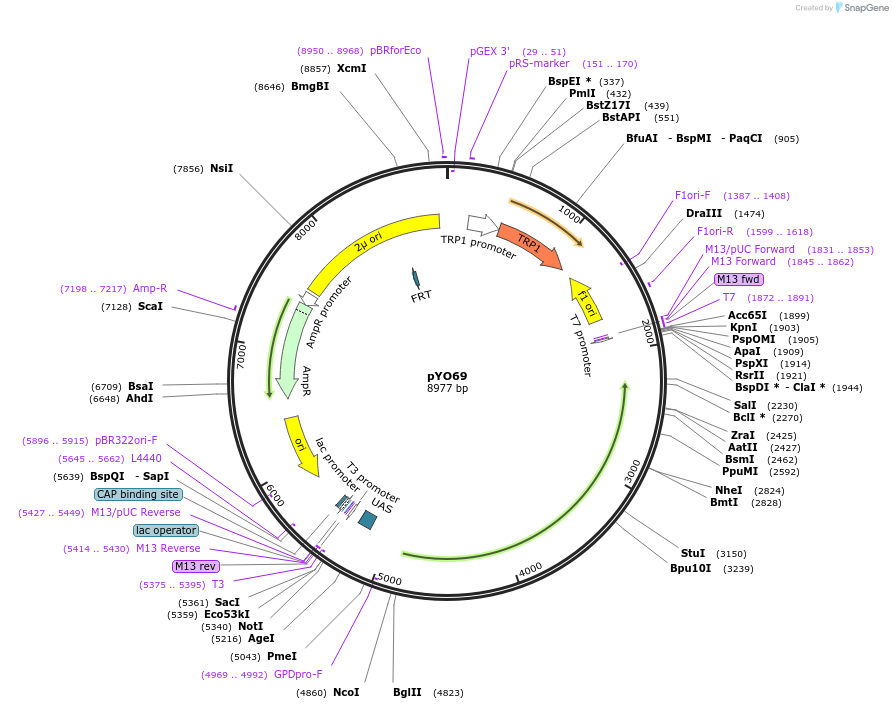 235747-plasmid-map-sequence-id-472630