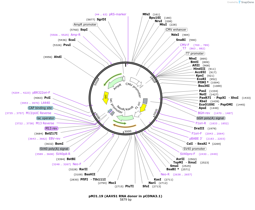 238007-plasmid-map-sequence-id-472649