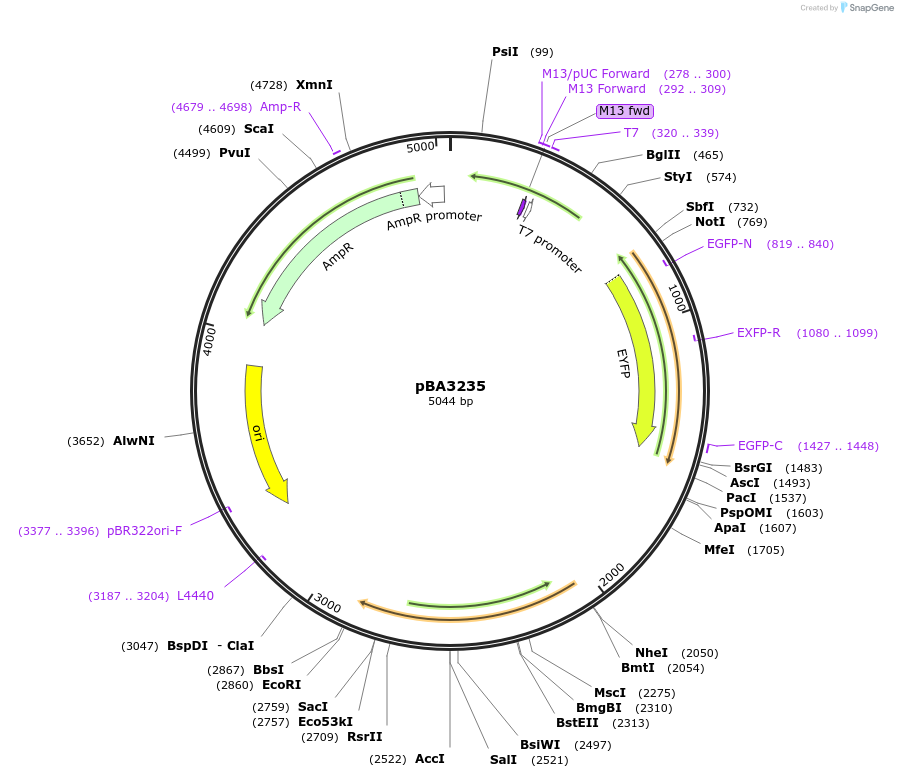237434-plasmid-map-sequence-id-472651