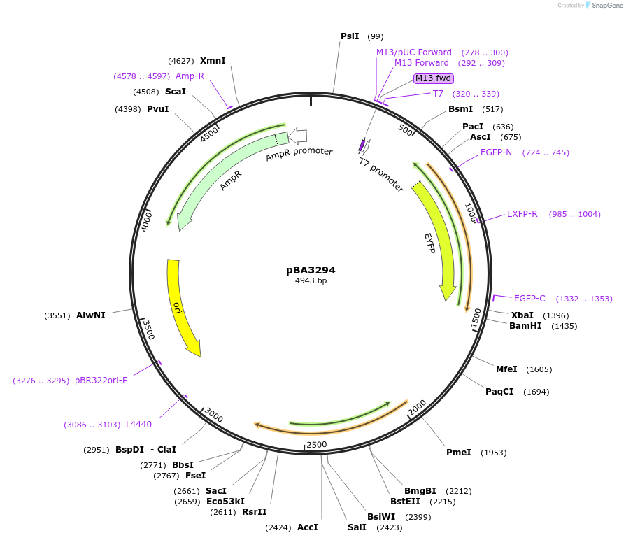 237435-plasmid-map-sequence-id-472666