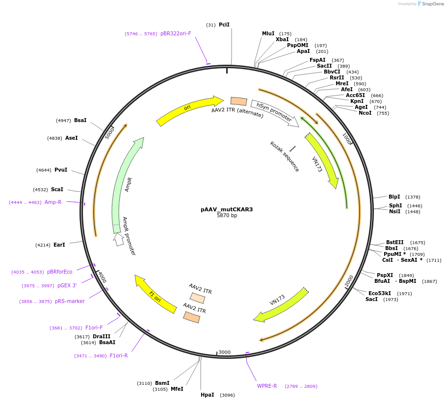 238414-plasmid-map-sequence-id-472681