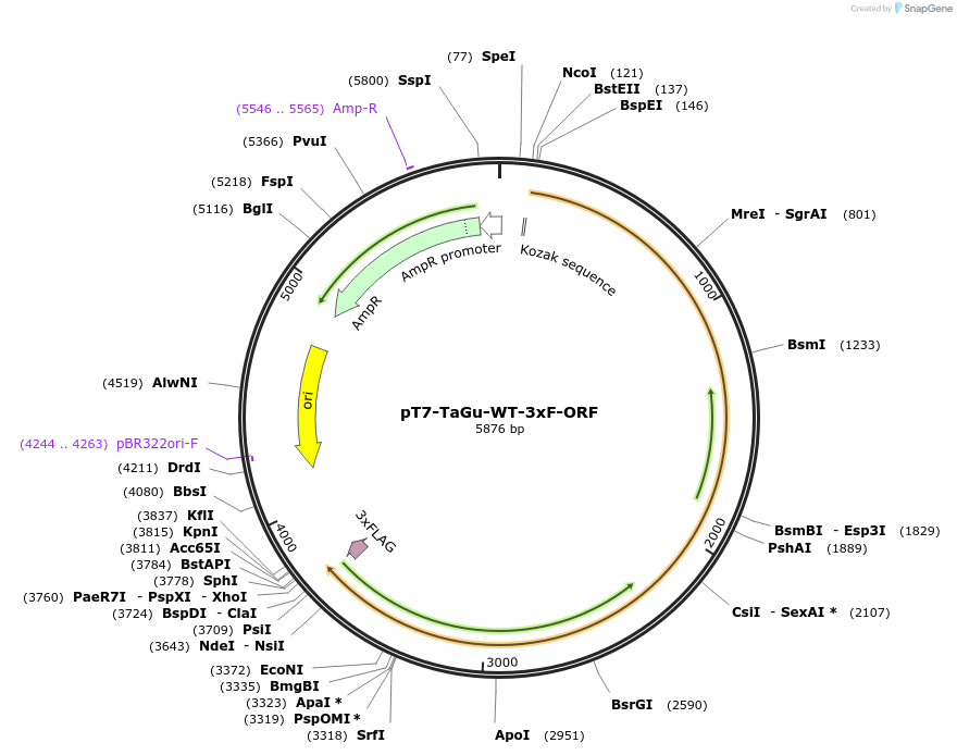 238487-plasmid-map-sequence-id-472692