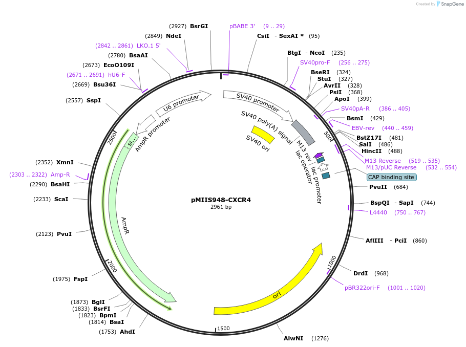 238213-plasmid-map-sequence-id-472695