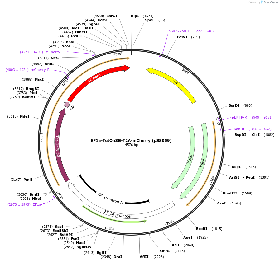 236350-plasmid-map-sequence-id-472699