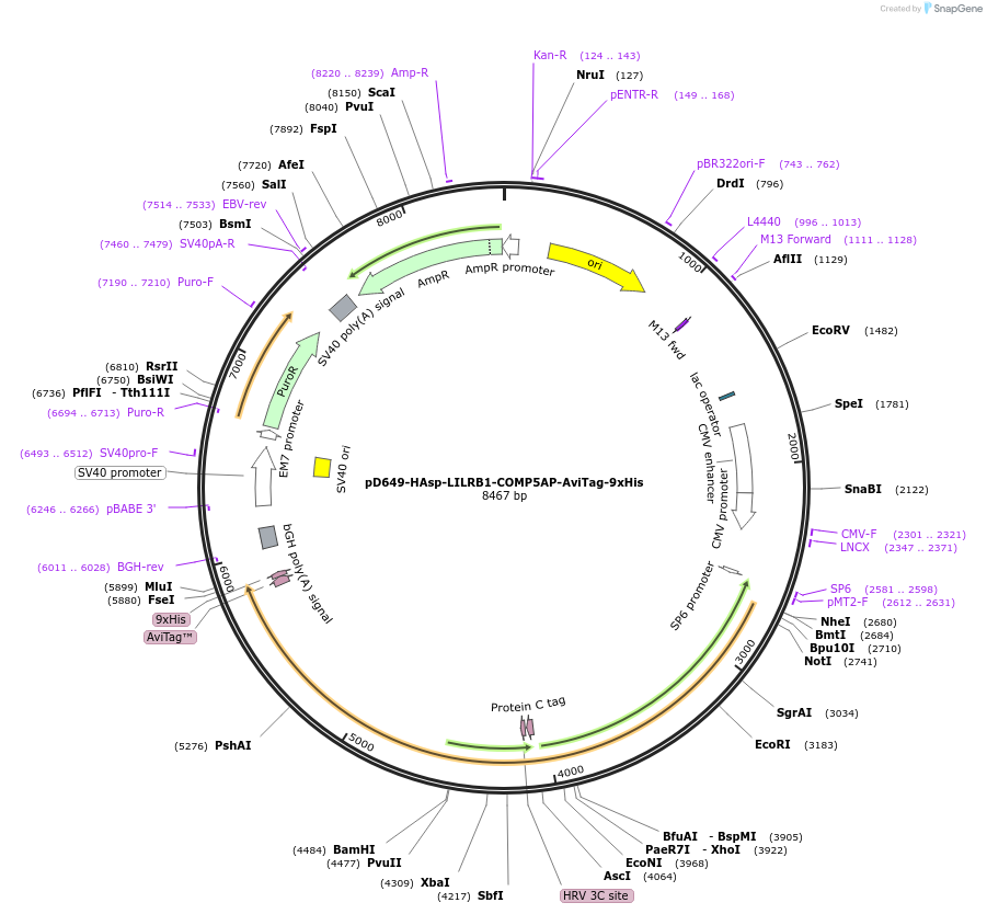 157426-plasmid-map-sequence-id-472718